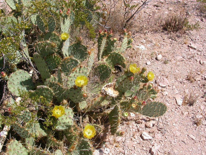 Cactaceae Opuntia 