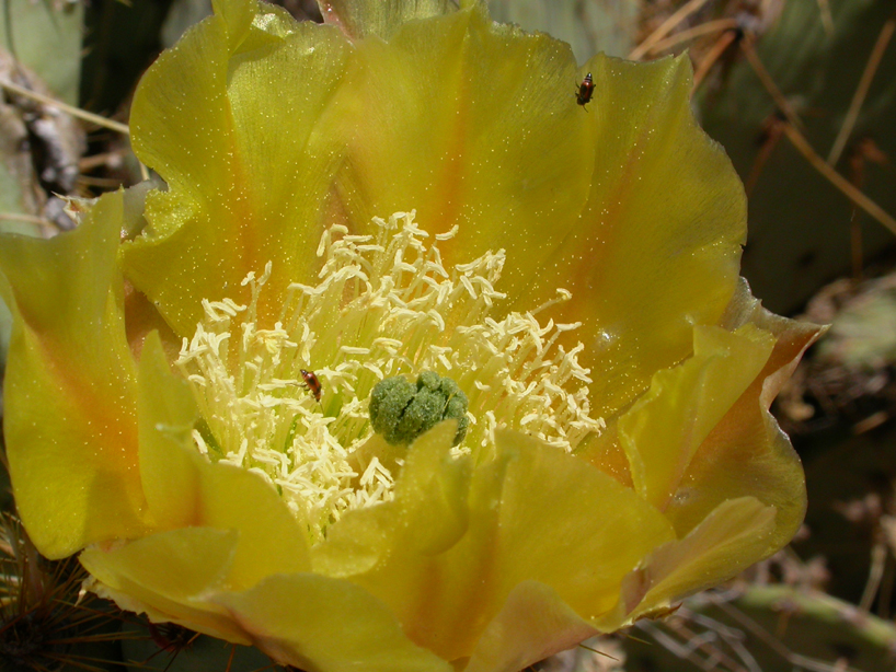 Cactaceae Opuntia 