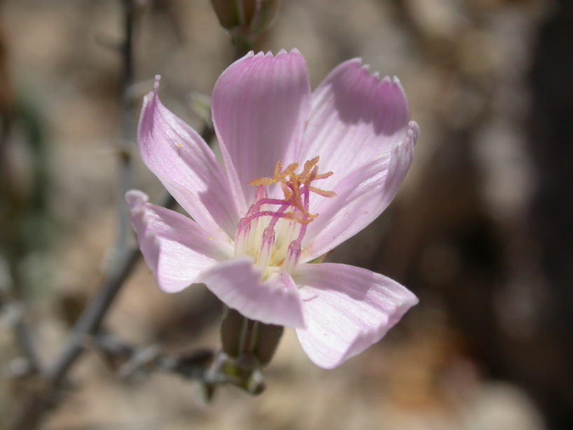 Asteraceae Stephanomeria pauciflora