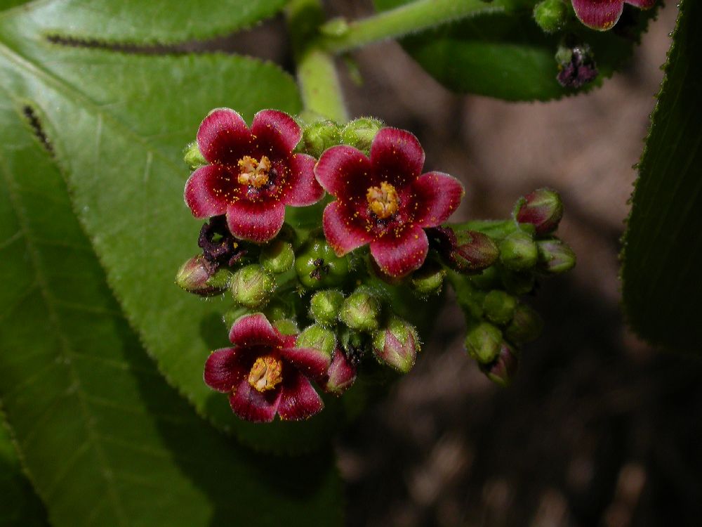 Euphorbiaceae Jatropha hyssopifolia