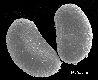 image of Lomariopsis latipinna