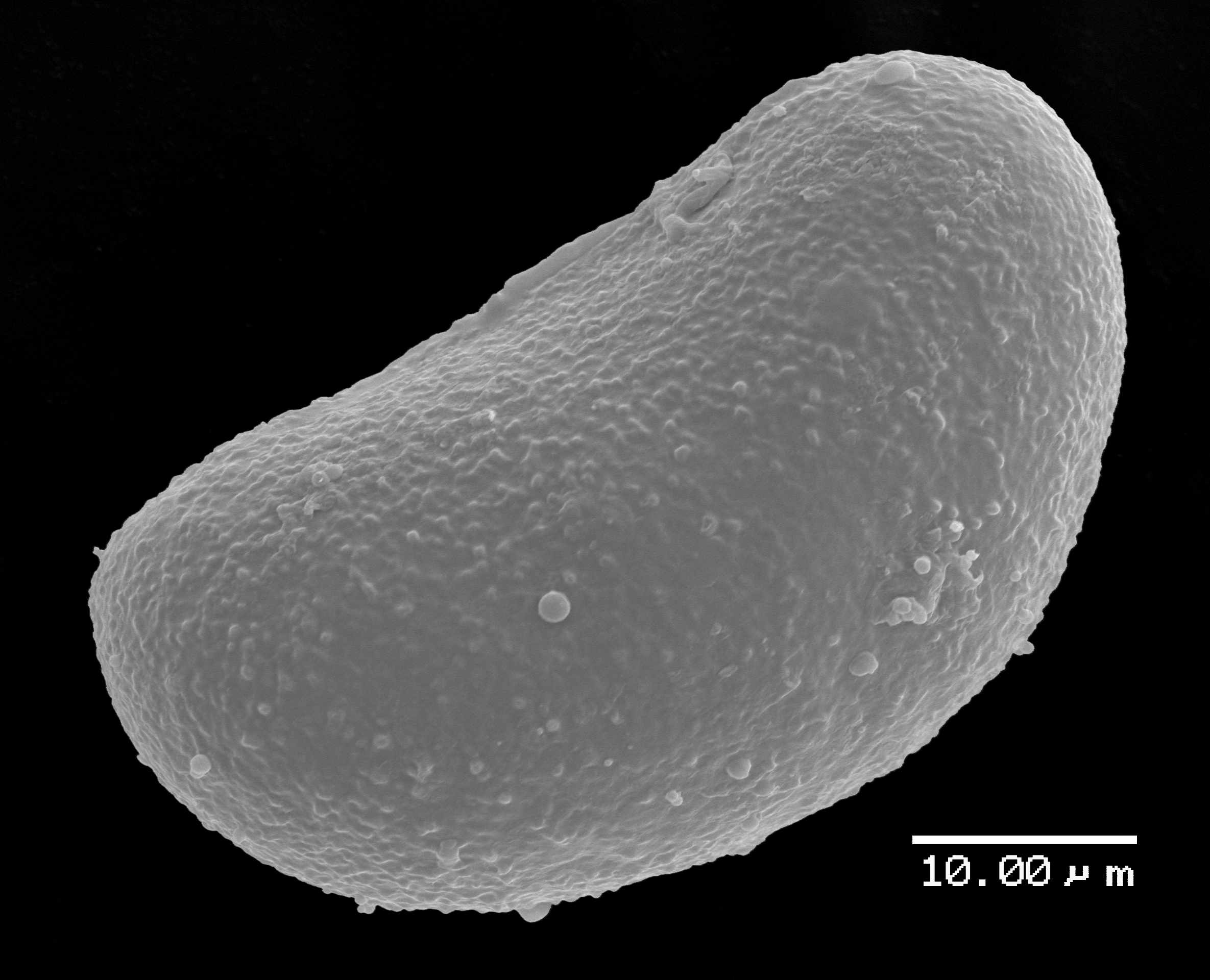 Lomariopsidaceae Lomariopsis latipinna