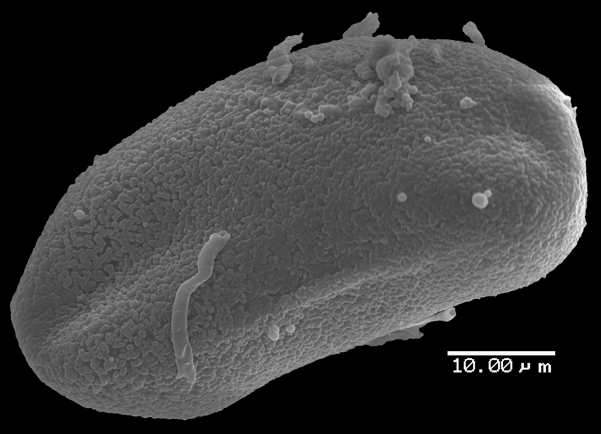 Lomariopsidaceae Lomariopsis novacaledoniae