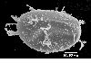 image of Lomariopsis palustris