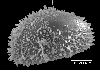 image of Lomariopsis pervillei