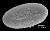 image of Lomariopsis wrightii