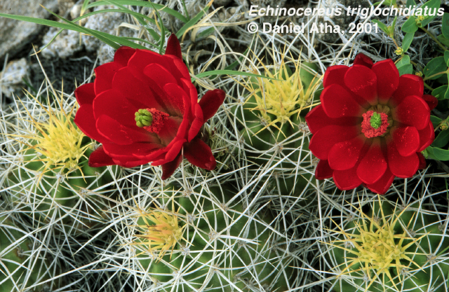 Cactaceae Echinocereus triglochidiatus