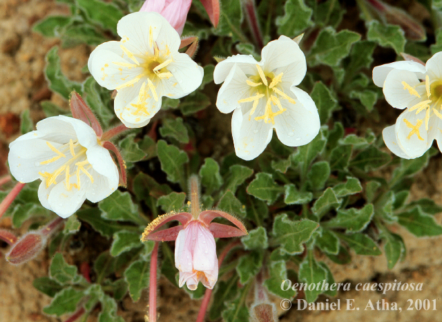 Onagraceae Oenothera caespitosa