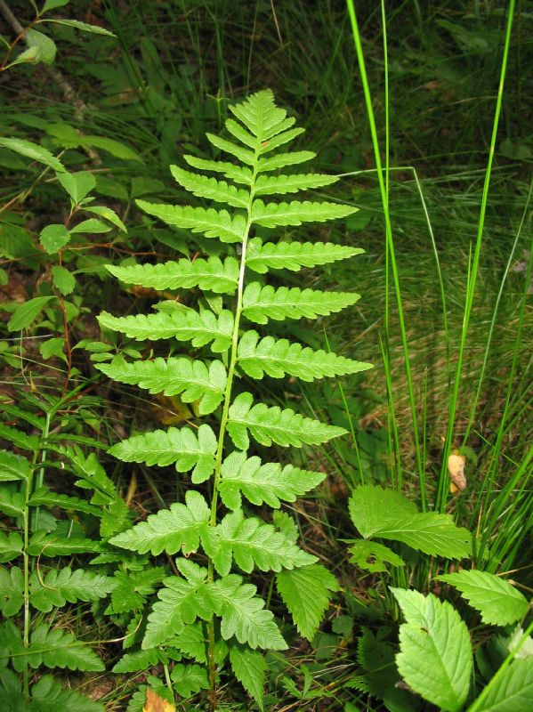 Dryopteridaceae Dryopteris cristata