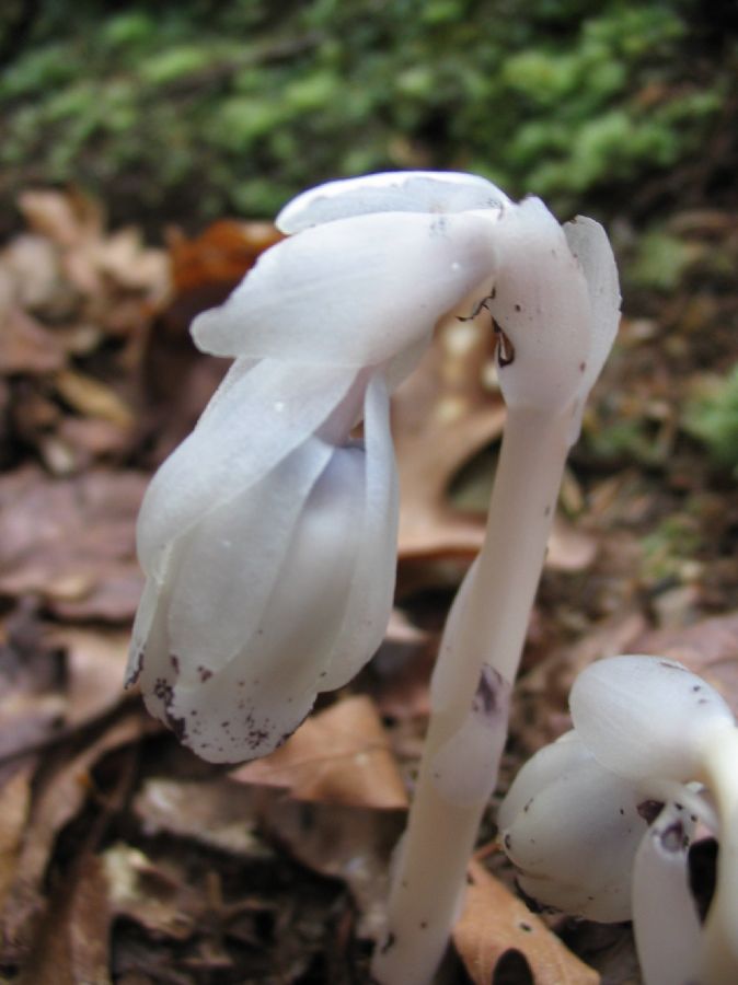 Ericaceae Monotropa uniflora