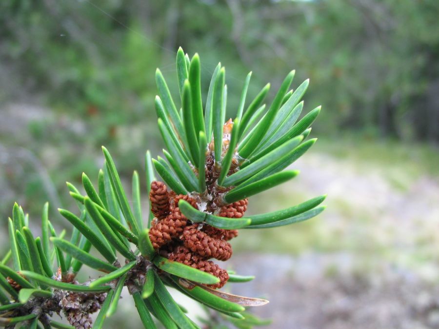 Pinaceae Pinus banksiana