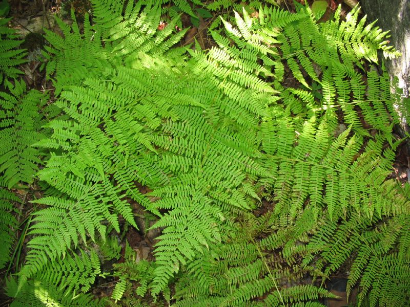 Athyriaceae Athyrium filix-femina