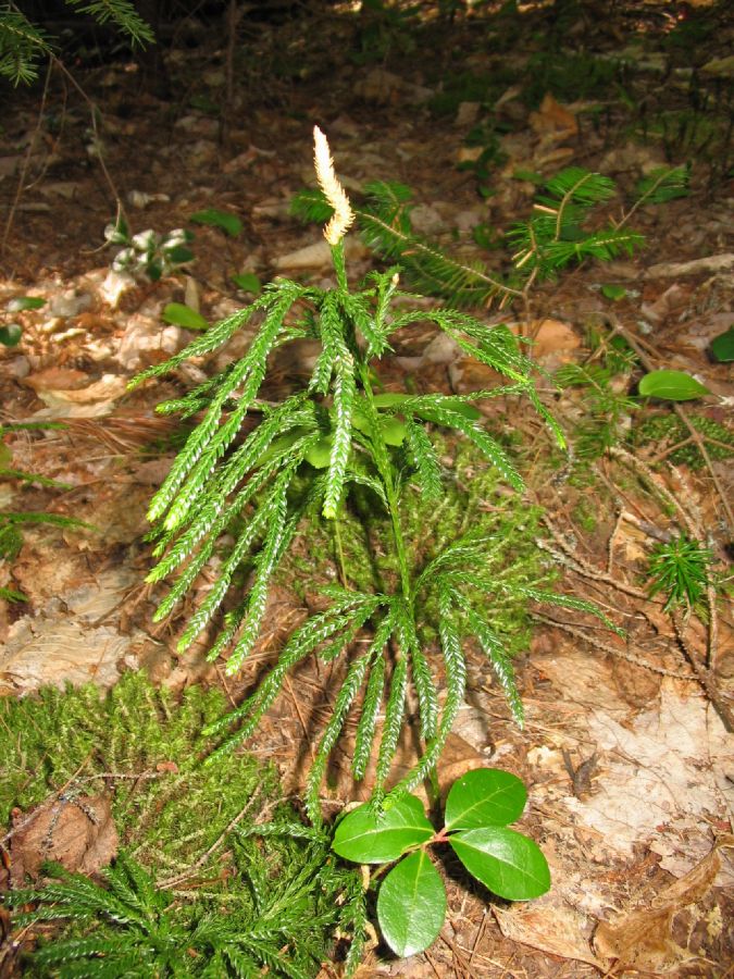 Lycopodiaceae Dendrolycopodium obscurum