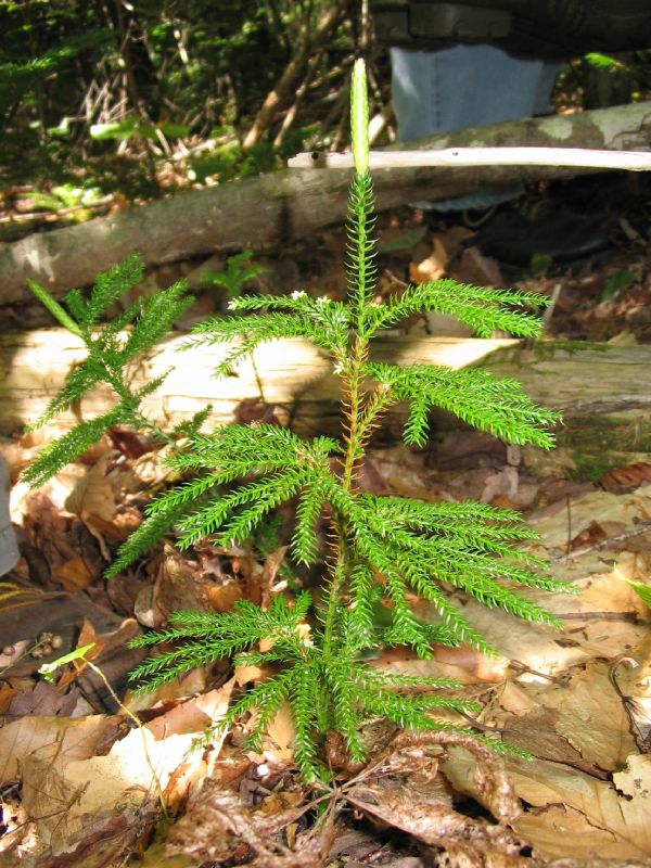 Lycopodiaceae Dendrolycopodium dendroideum