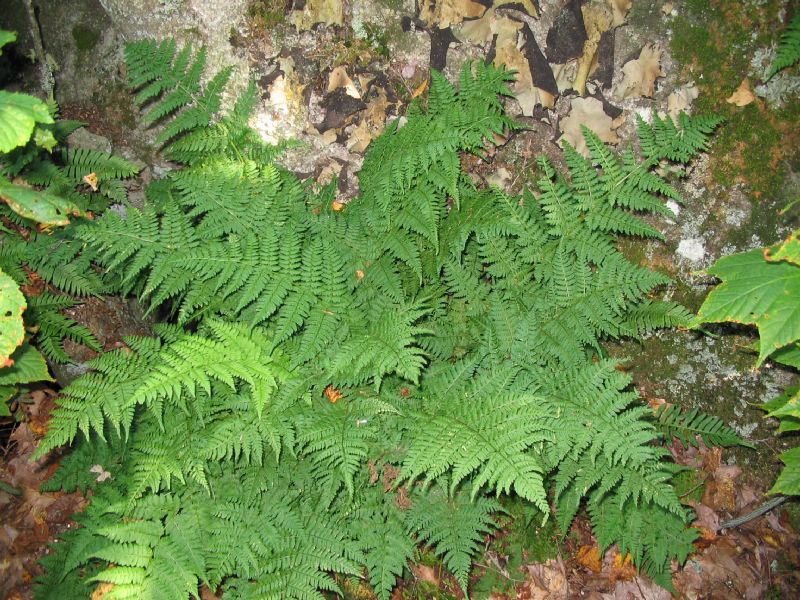 Dryopteridaceae Dryopteris intermedia