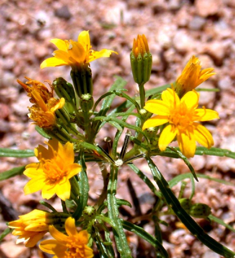 Asteraceae Pectis papposa