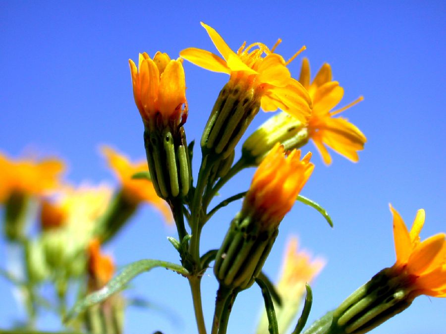 Asteraceae Pectis papposa