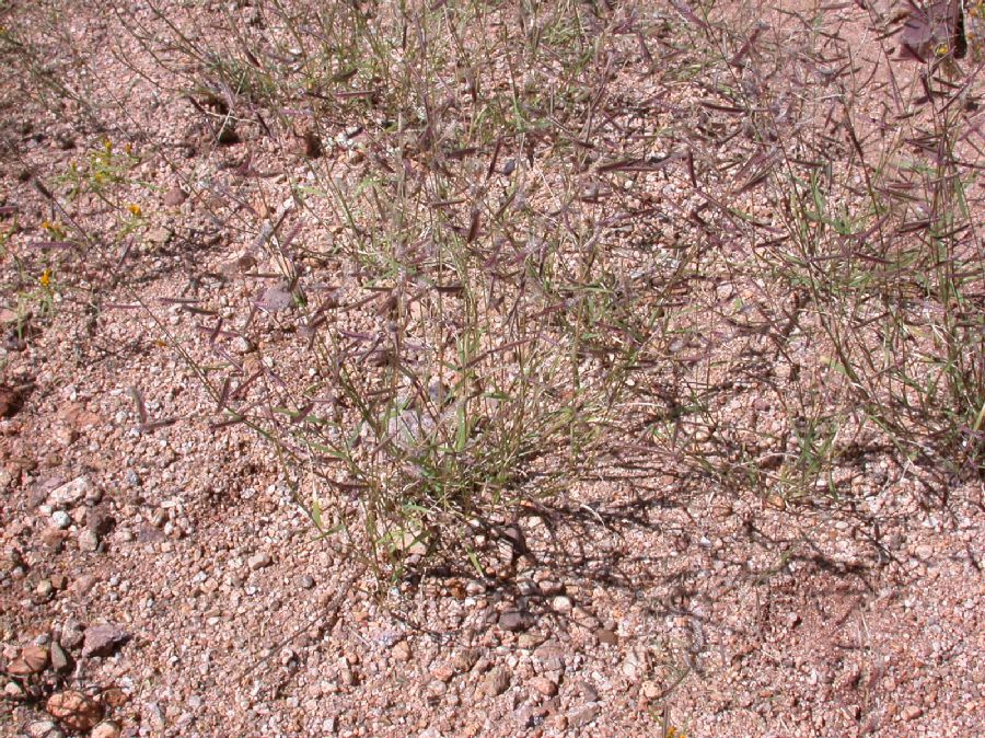 Poaceae Bouteloua barbata