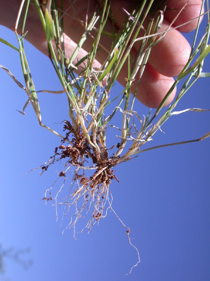 Poaceae Bouteloua barbata