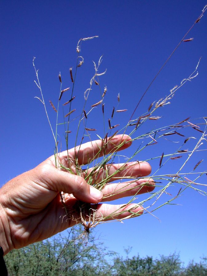 Poaceae Bouteloua barbata