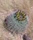 image of Ferocactus wislizeni