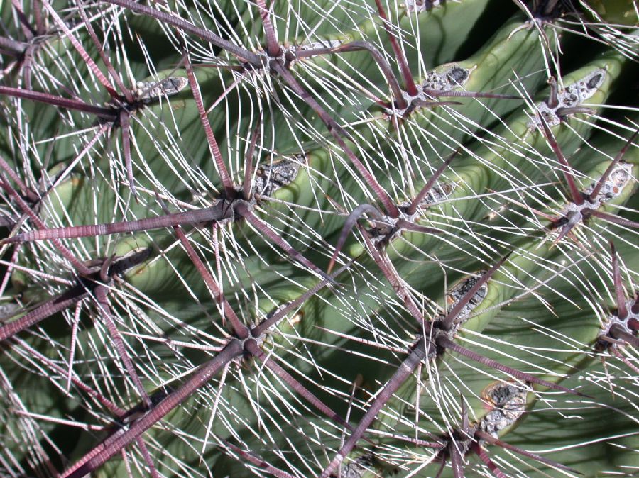 Cactaceae Ferocactus wislizeni