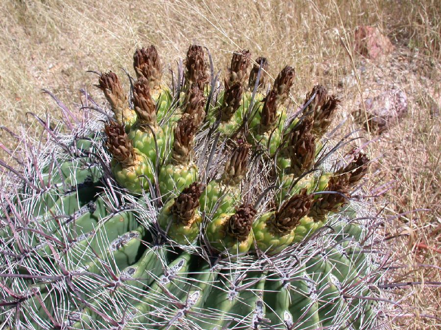 Cactaceae Ferocactus wislizeni