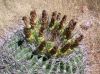 image of Ferocactus wislizeni