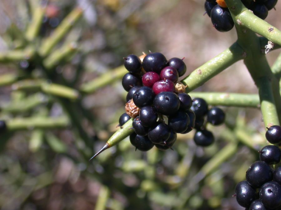 Koeberliniaceae Koeberlinia spinosa