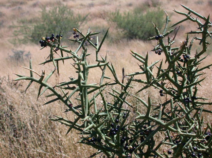 Koeberliniaceae Koeberlinia spinosa