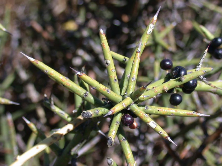 Koeberliniaceae Koeberlinia spinosa