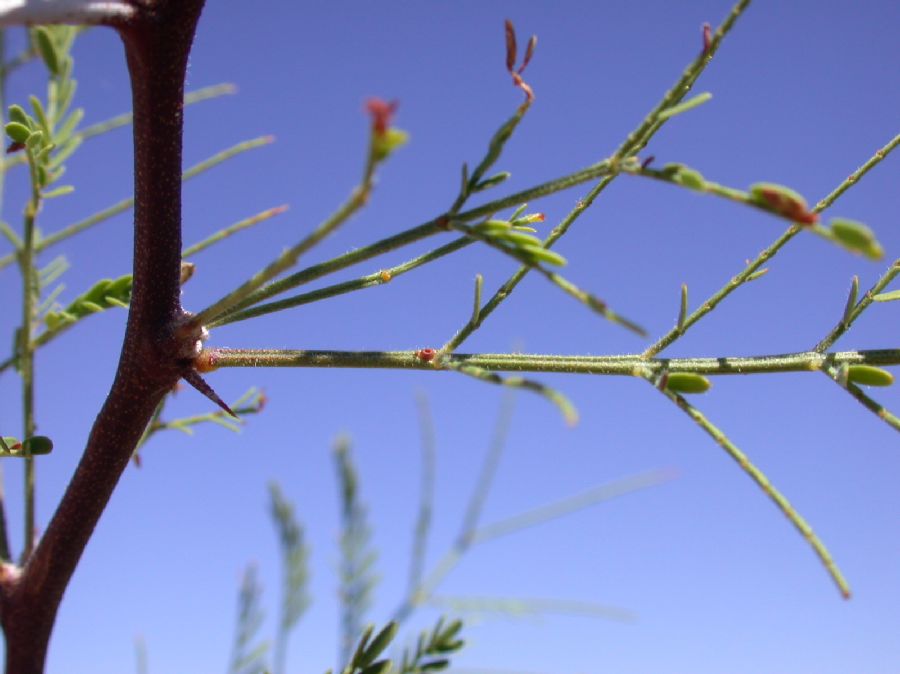 Fabaceae Acacia constricta