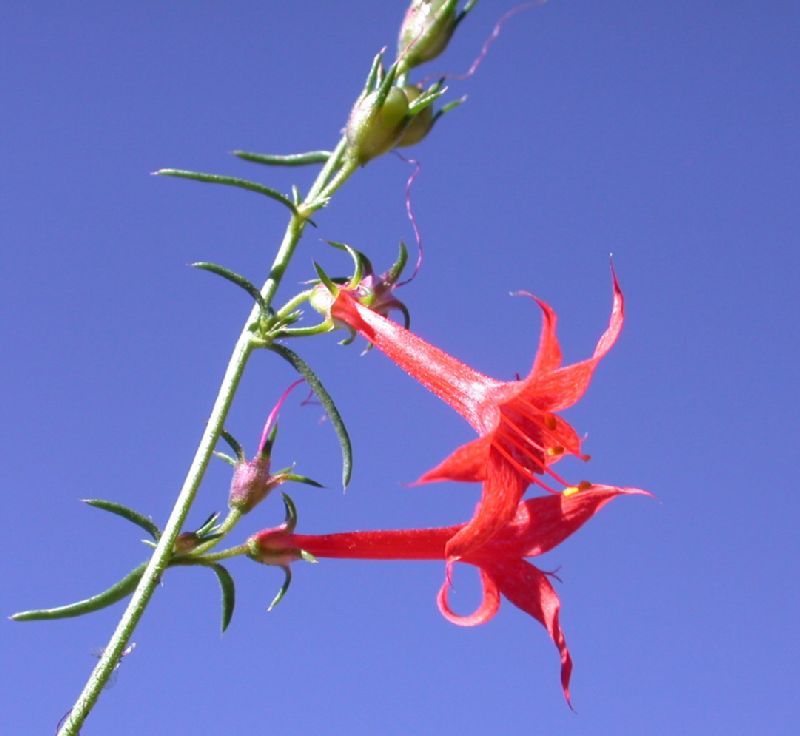 Polemoniaceae Ipomopsis aggregata