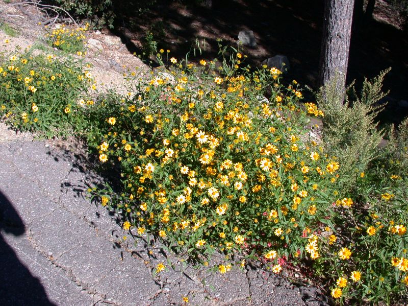 Asteraceae Viguiera multiflora