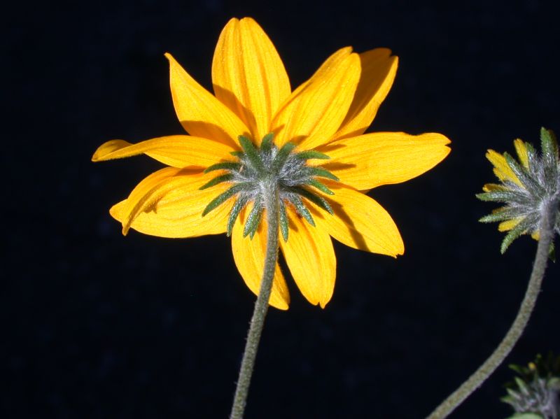 Asteraceae Viguiera multiflora