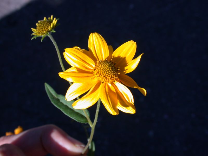 Asteraceae Viguiera multiflora