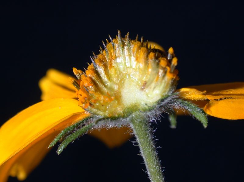 Asteraceae Viguiera multiflora