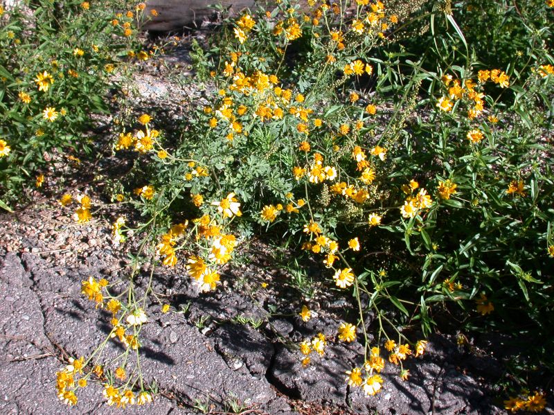 Asteraceae Bahia dissecta