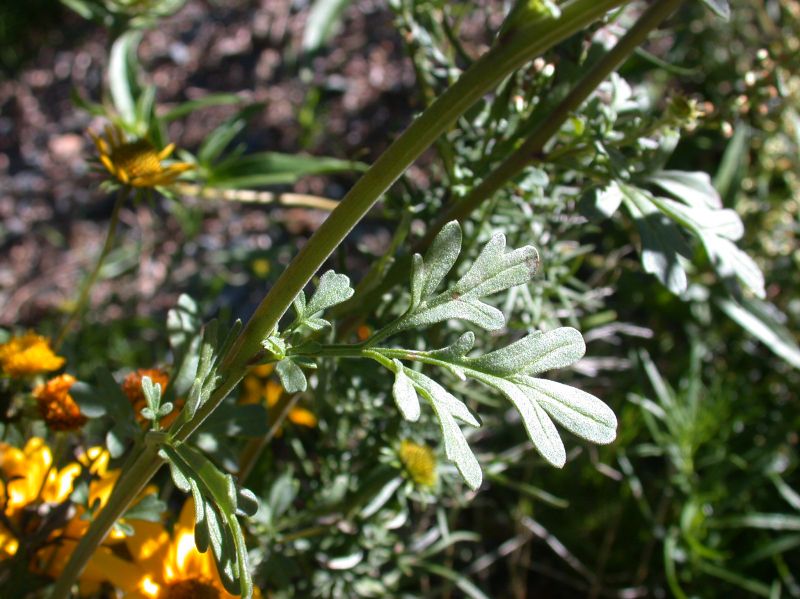 Asteraceae Bahia dissecta