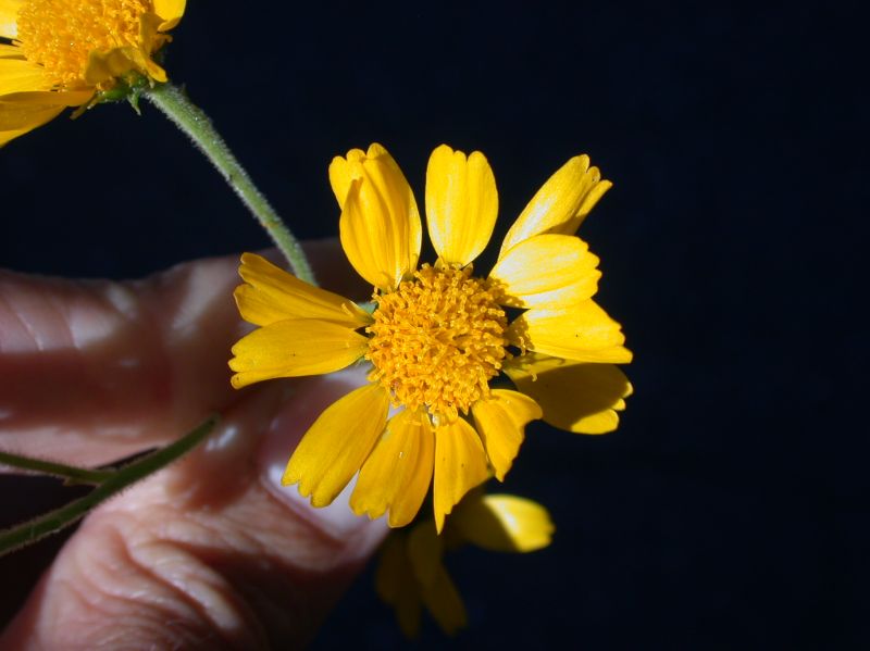 Asteraceae Bahia dissecta