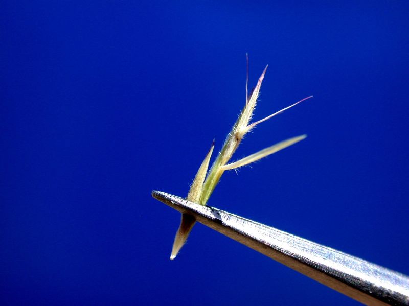 Poaceae Bouteloua aristidoides