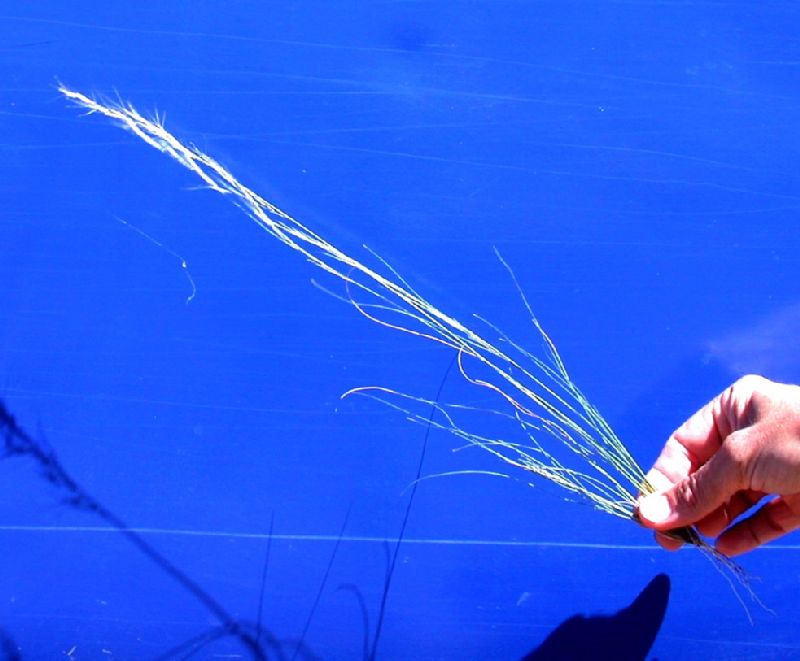 Poaceae Aristida adscensionis