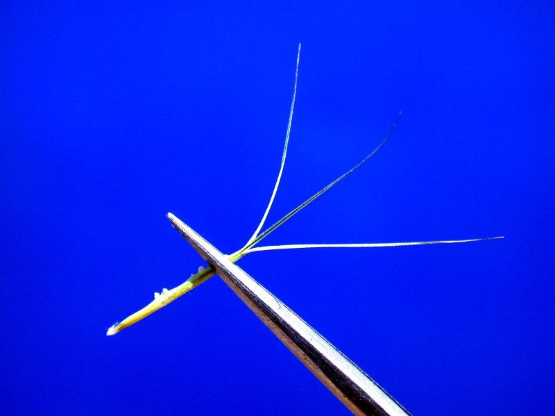 Poaceae Aristida adscensionis