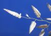 image of Eragrostis mexicana