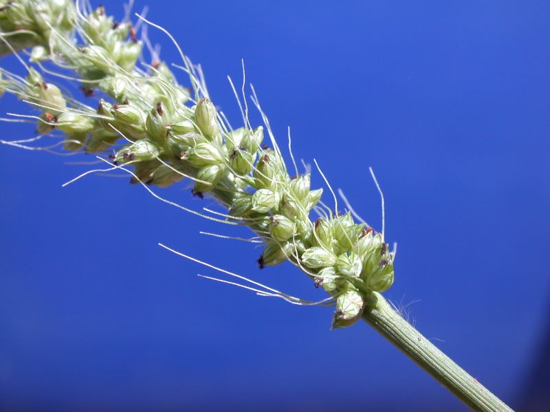 Poaceae Setaria grisebachii