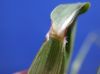 image of Setaria grisebachii