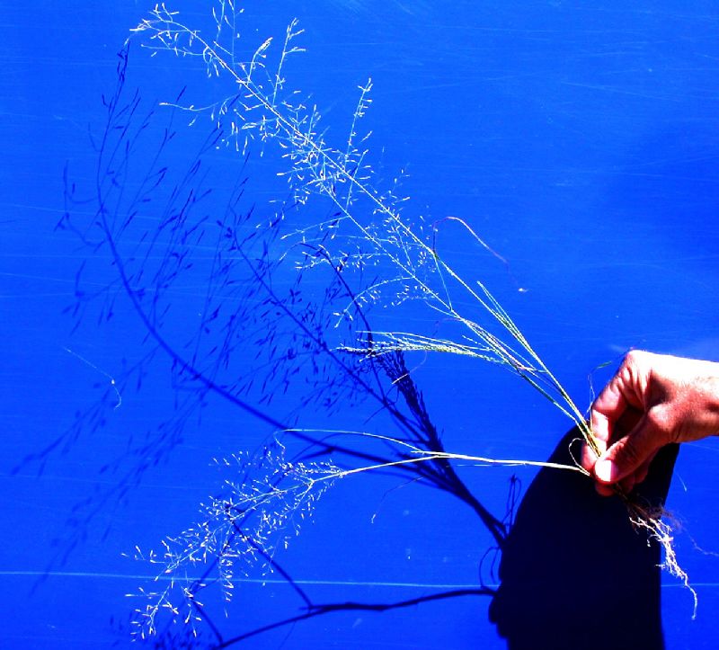 Poaceae Eragrostis arida