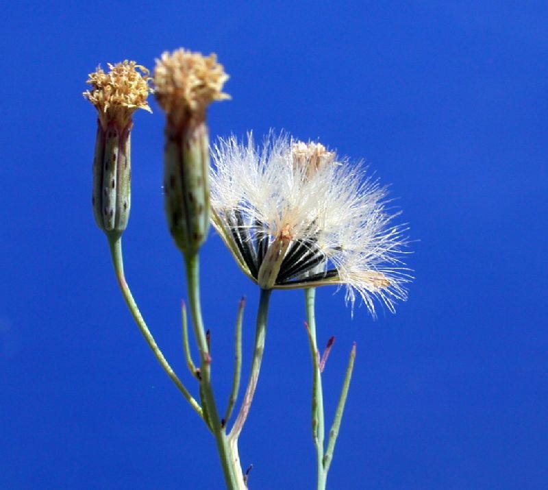 Asteraceae Porophyllum gracile