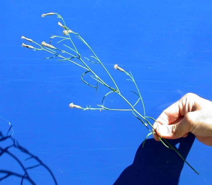 Asteraceae Porophyllum gracile