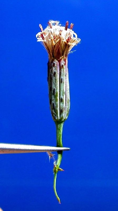 Asteraceae Porophyllum gracile